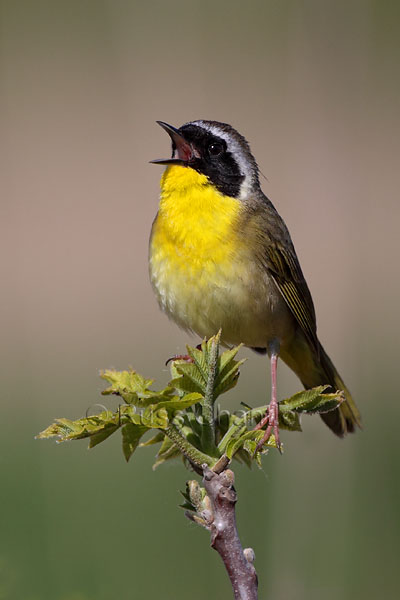 Common Yellowthroat © Russ Chantler